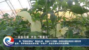 一朵金花葵 开出致富花